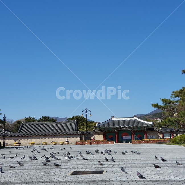 pigeon,aflockofpigeons,자연,nature,animal