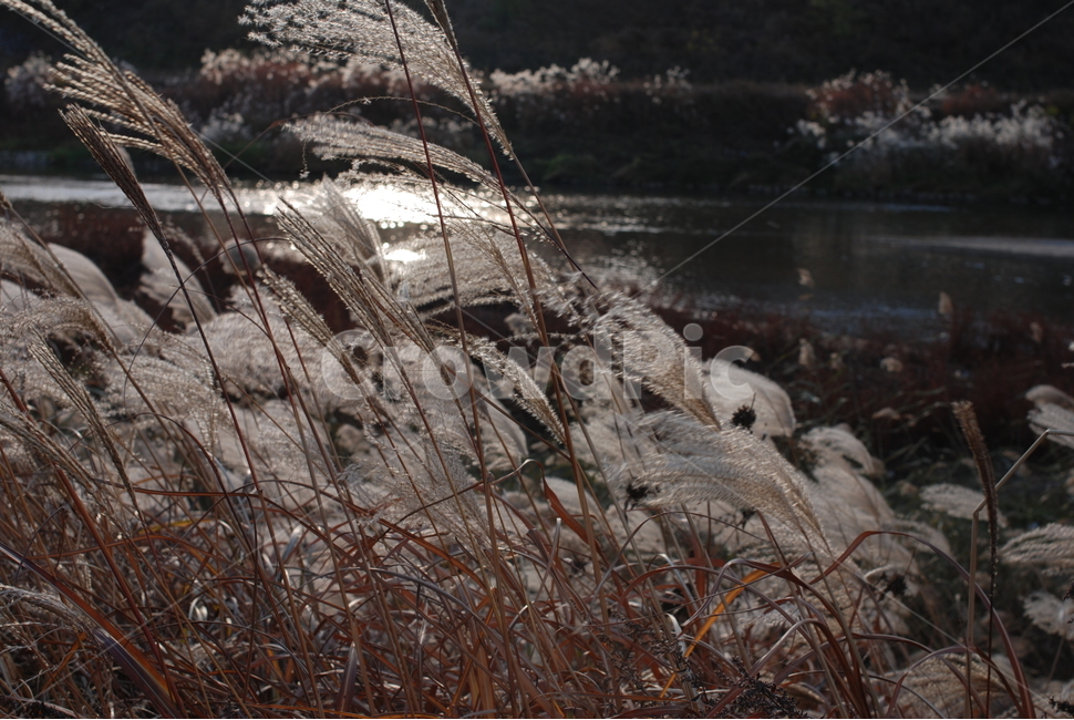 가을,풍경,갈대,억새풀,하늘,구름,나무,가을,계절,fall,autumn,season,자연,풍경,nature,landscape,grass,잔디,plant,식물