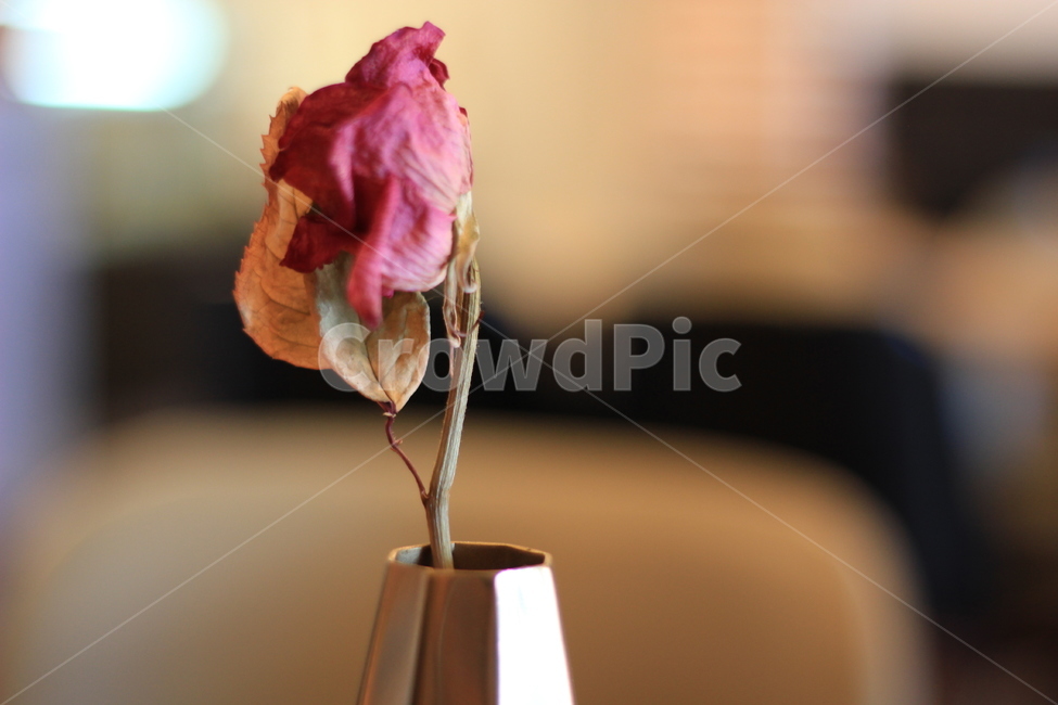 꽃,죽음,외로움,플라워,자연,flower,작은꽃