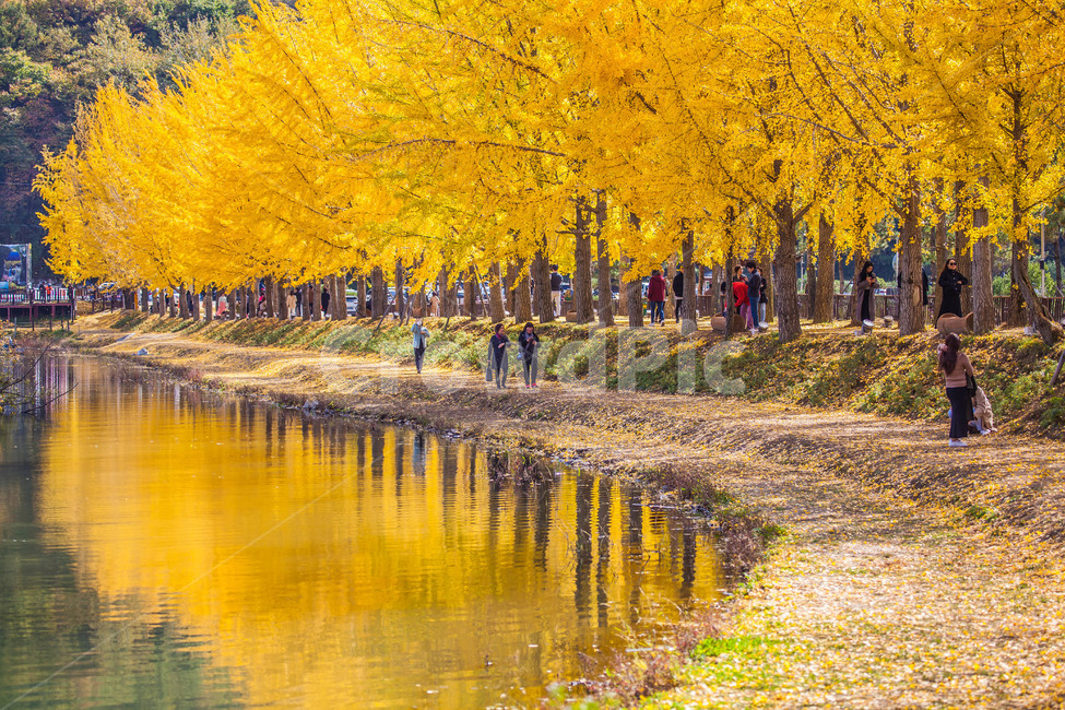 은행나무,단풍,가을,반영,저수지,호수,풍경,maple,가을,계절,fall,autumn,season,자연,풍경,nature,landscape
