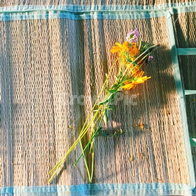 들꽃,노란꽃,소풍,돗자리,꽃놀이,꽃꽃이,식물,자연,plants,nature,꽃,flower