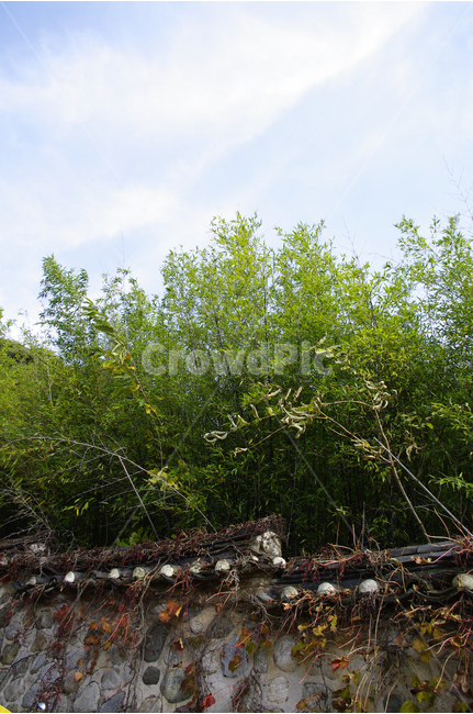 돌담,담장,담,대나무,하늘,전통,고택,한국,오죽헌,자연,풍경,nature,landscape,한국자연풍경,한국자연경관,korea nature landscape,한국전통,한국문화,korean traditional,korean culture,outdoors,옥외