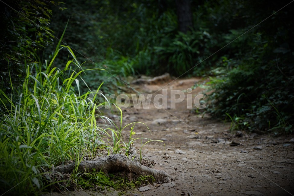 산행,사초,빛,건강,길,자연,nature,road,trail,tracking,light,green,path,숲,자연,풍경,nature,landscape,ground,바닥,도로