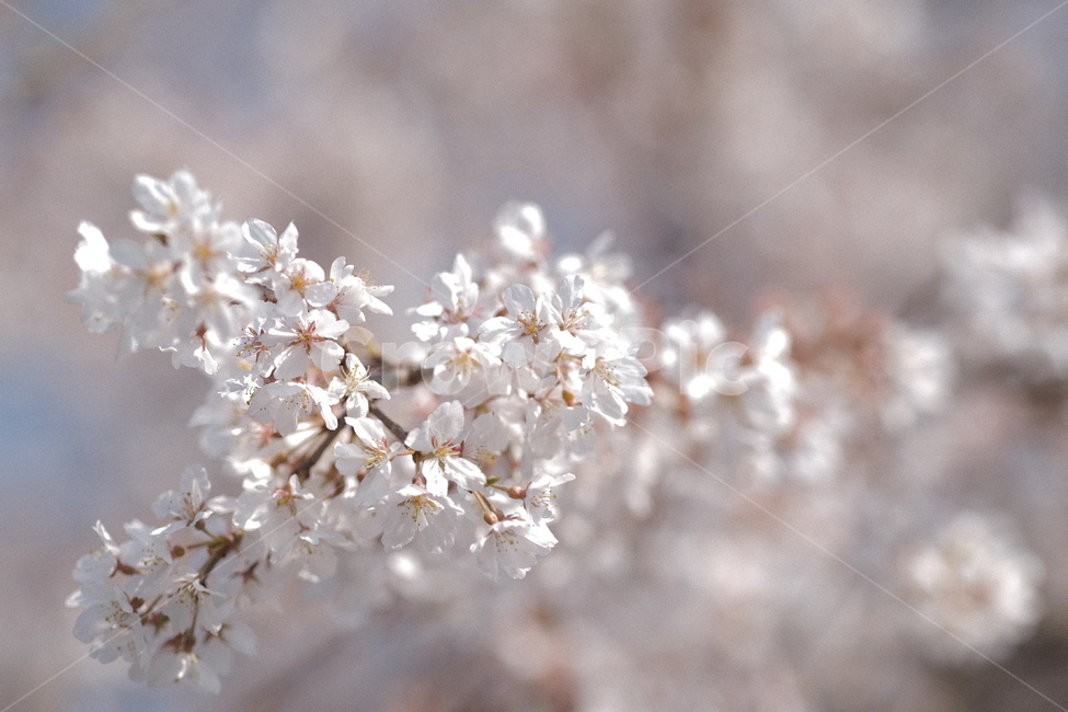 벚꽃,봄꽃,꽃,spring,pink,분홍,나무,plant,식물,봄,계절,spring,season,flower,blossom