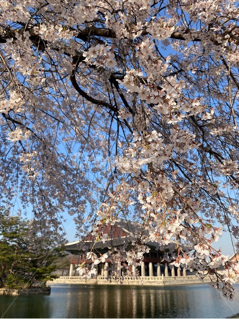 plant,식물,고궁,한옥,korea,벚꽃,봄,연못,물,꽃,나무,벚꽃나무,tree,cherryblossom,blossom,flower,water,spring