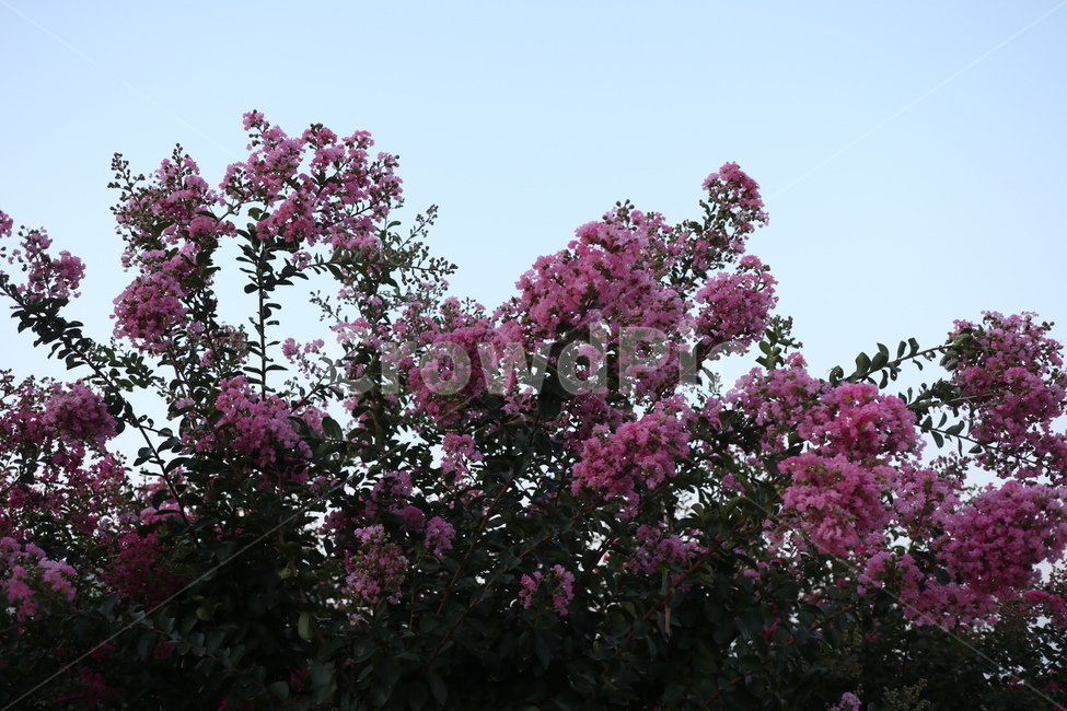 식물,flower,꽃,자연,야생화,식물,자연,plants,nature,꽃,flower