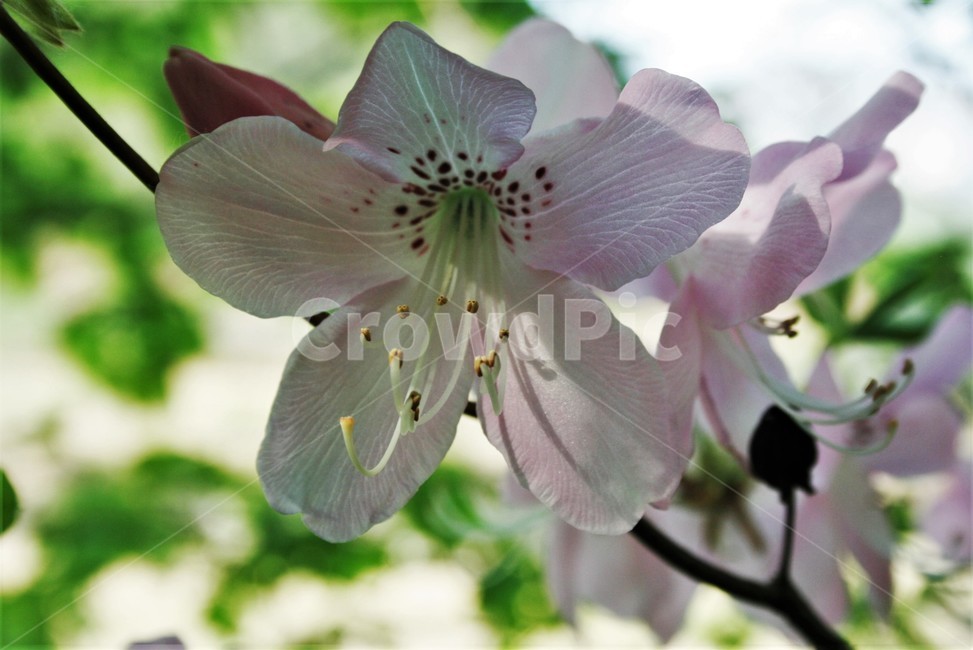 철쭉,진달래과,낙엽관목,아시아원산,개꽃나무,철죽,산객,척촉,야생화,자연,식물,자연,plants,nature,꽃,flower