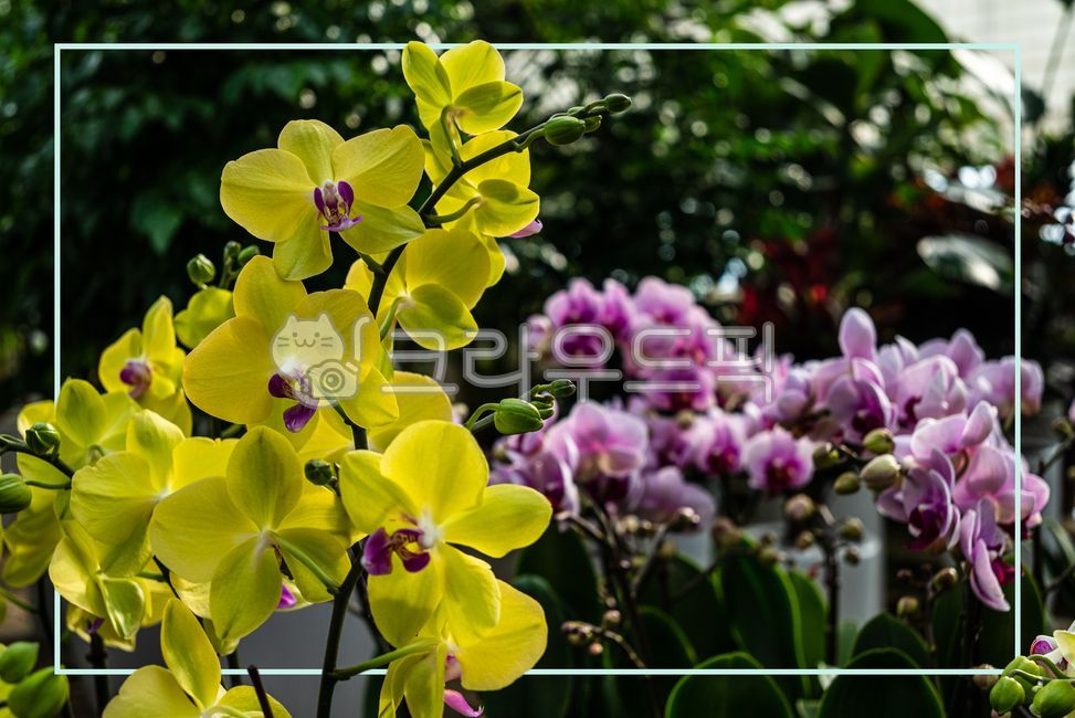 texture,copyspace,square box,column,text box,orchid flower,flower,square,background,copy space,squarebox,frame