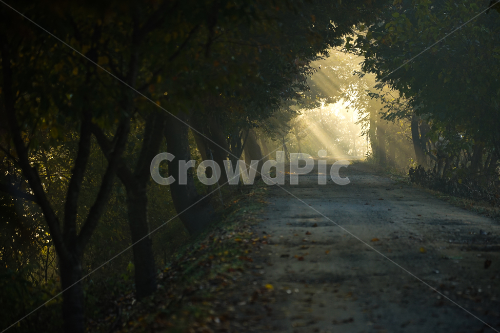 sunlight,tree tunnel,road,nature,tree,sight,farm road