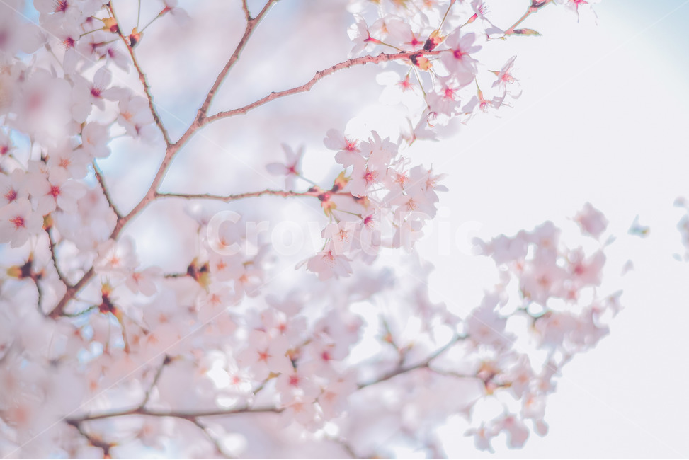 봄,벚꽃,자연,감성,꽃,봄,계절,spring,season,식물,자연,plants,nature,꽃,flower,감성,sensible,feeling,색깔,색상,색채,색감,color sense,color sensitivity,feeling of color,plant,blossom