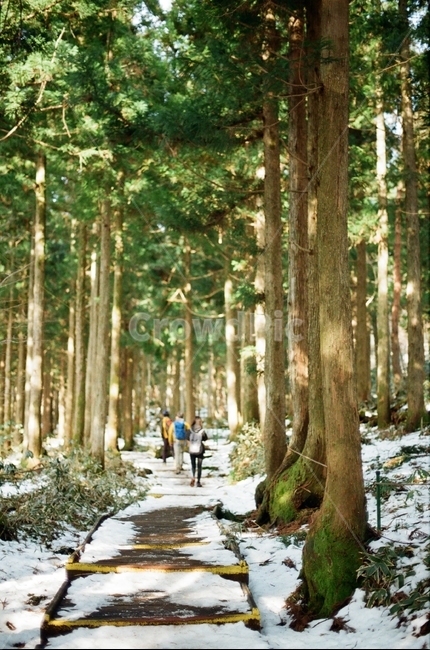 한라산,나무,메타세콰이어,자연,필름카메라,필카,제주도,눈,겨울,봄,그늘,길,등산,등반,겨울,계절,winter,season,자연,풍경,nature,landscape