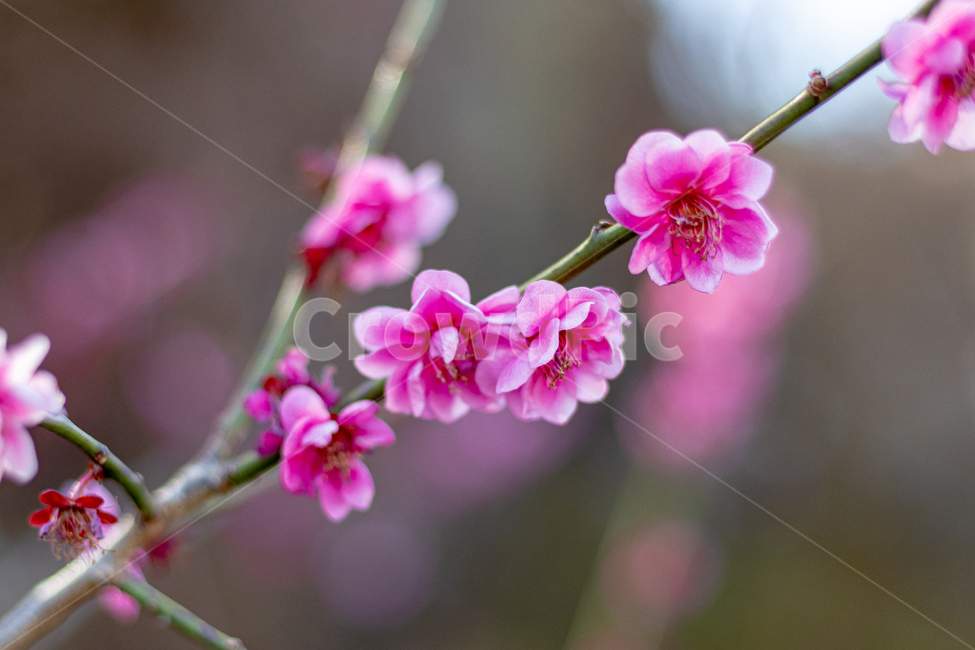 홍매화,매화,봄,봄꽃,꽃,식물,봄,계절,spring,season,식물,자연,plants,nature,꽃,flower