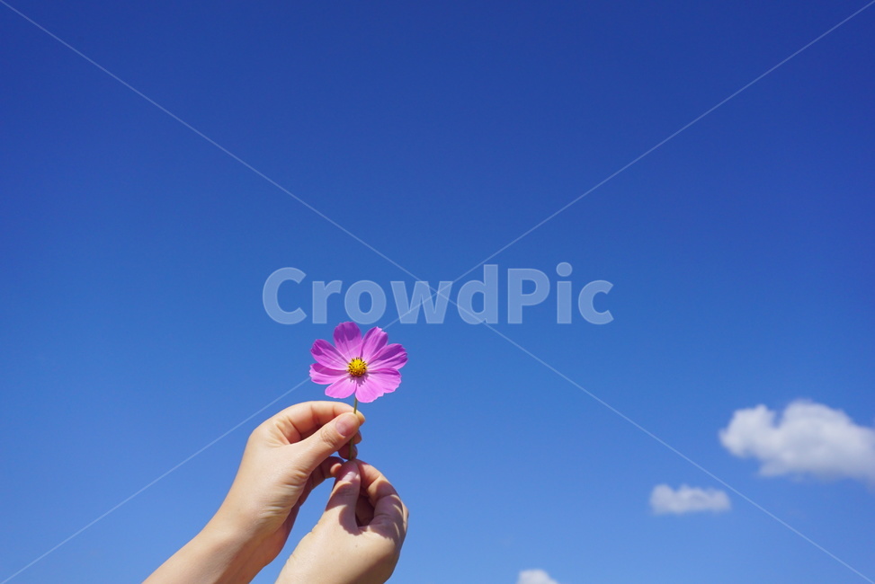 손,코스모스,꽃,그리움,가을꽃,가을,가을,계절,fall,autumn,season,꽃,flower