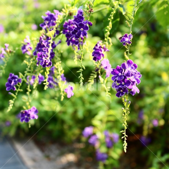 꽃,감성사진,꽃사진,공원,flower,식물,자연,plants,nature,꽃,flower