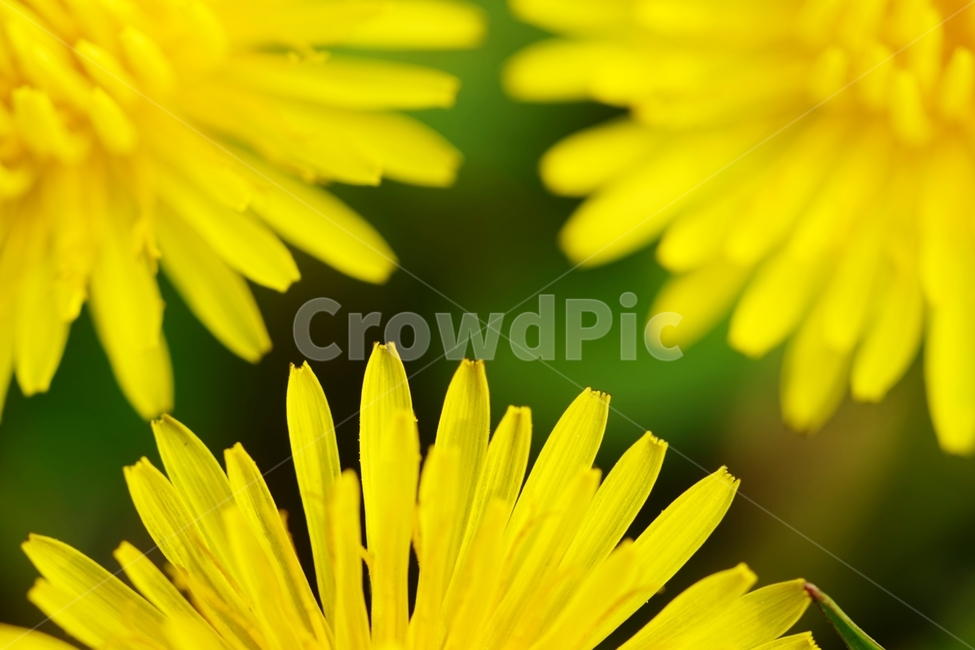 민들레,민들레꽃,국화과,야생화,식물,식물,자연,plants,nature,꽃,flower