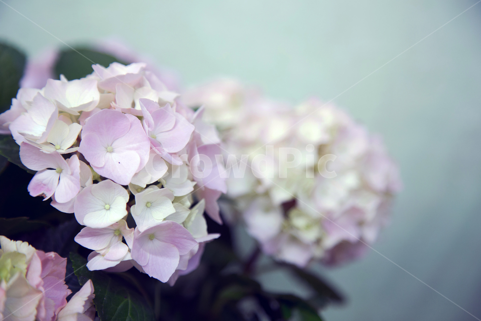 수국,꽃,수국꽃클로즈업,파스텔톤,연핑크색,식물,자연,plants,nature,꽃,flower