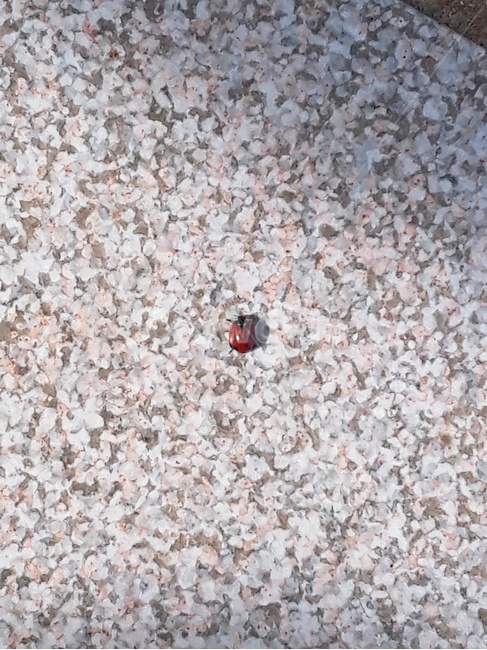 곤충,무당벌레,자연,귀여움,생명,동물,animal,곤충,벌레,insect,bug