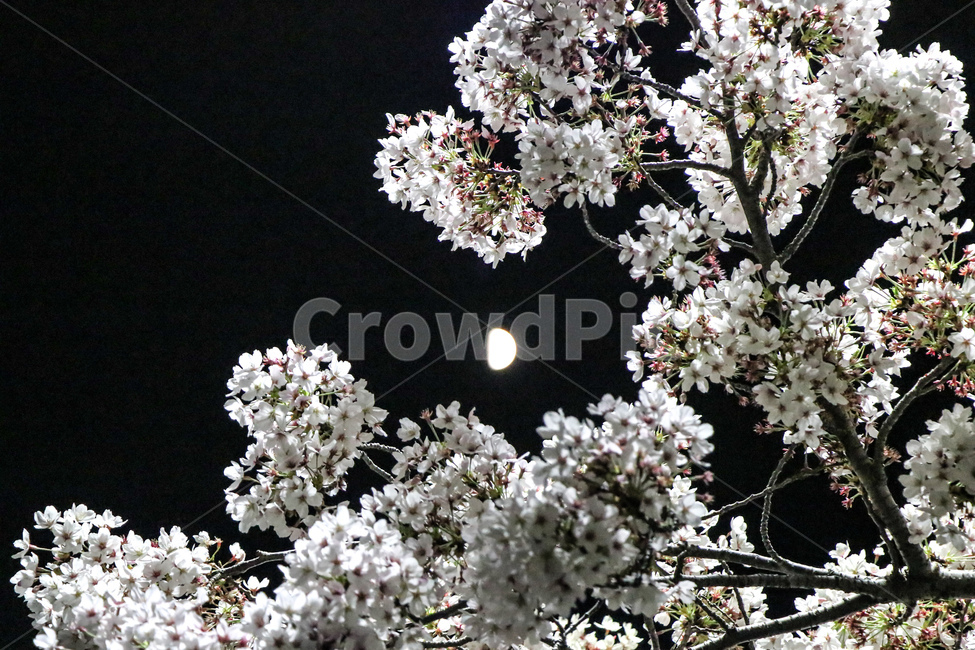 벚꽃,cherryblossom,flower,blossom,꽃,식물,plant