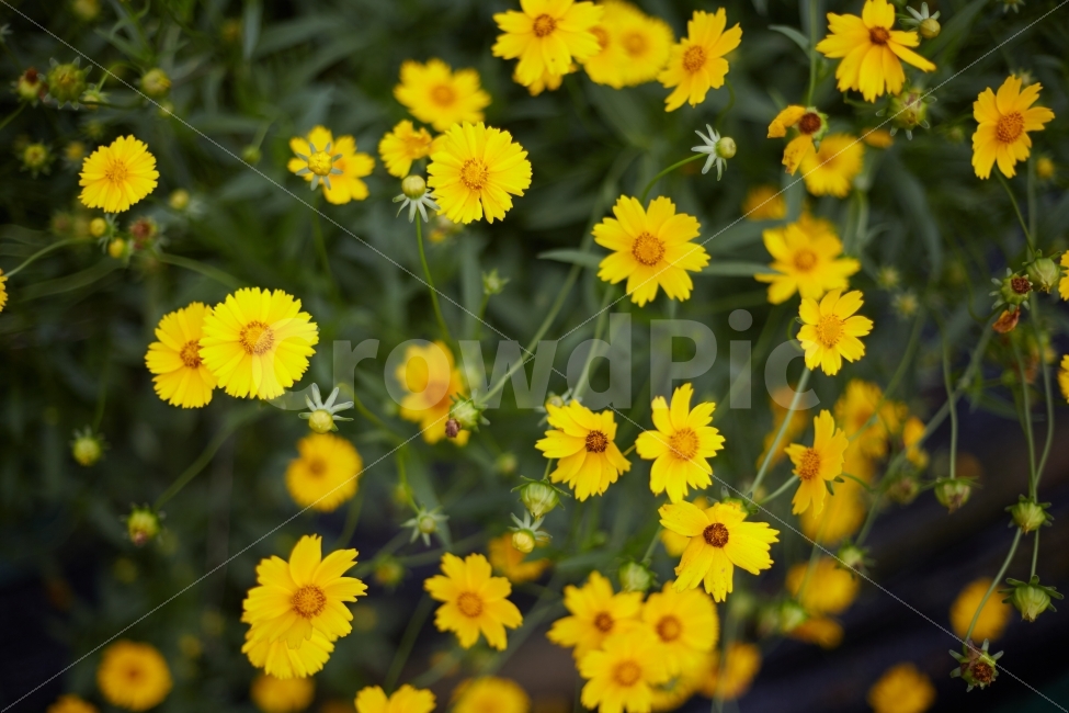 배경,금계국,초화,꽃,노란색,노란꽃,식물,자연,plants,nature,꽃,flower