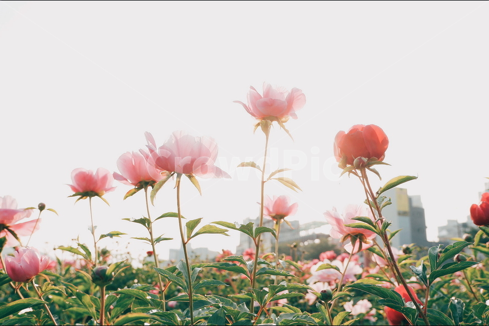 식물,꽃,잎사귀,접시꽃,봄꽃,식물,자연,plants,nature,꽃,flower