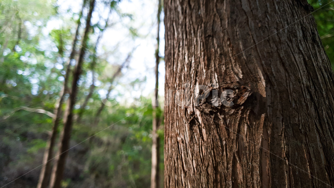 tree,나무,plant,식물,treetrunk,나무줄기,야외,자연,풍경,식물,자연,plants,nature,나무,trees,wood