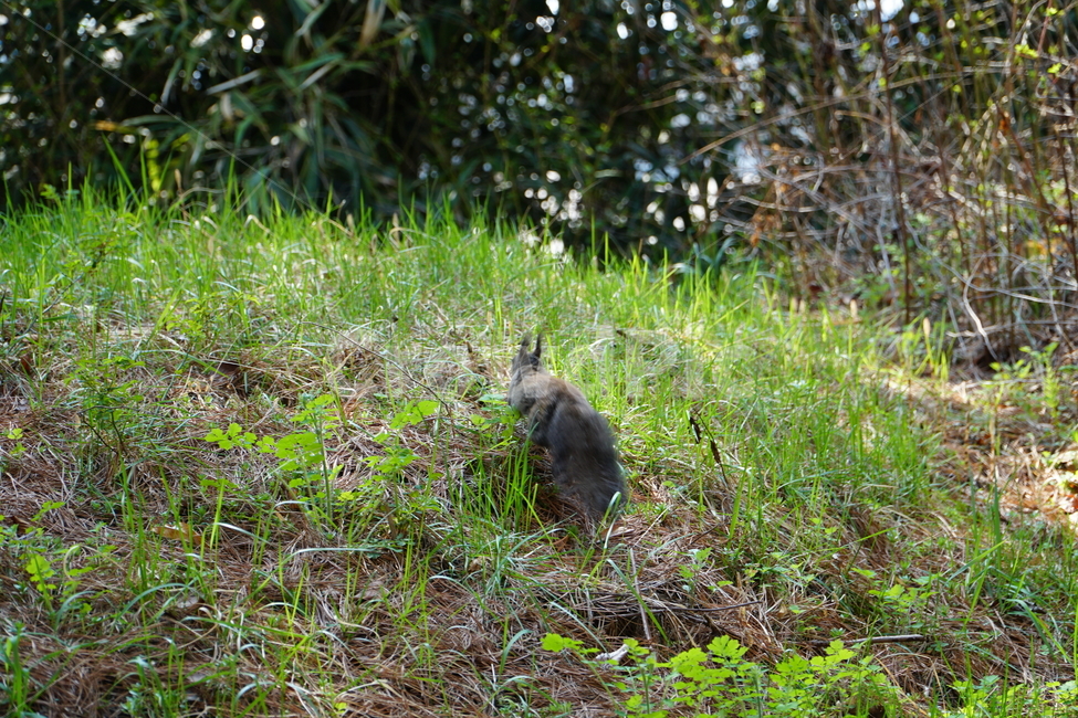 청설모,청솔모,다람쥐,쥐,동물,숲,나무,자연,새끼,도토리,squirrel,nature,mouse,forest,tree