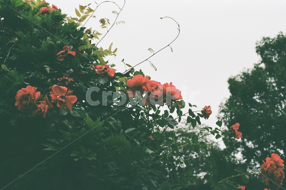 장미,flower,꽃,plant,식물,덩쿨,감성,풍경,배경,geranium,제라늄,blossom,필름사진