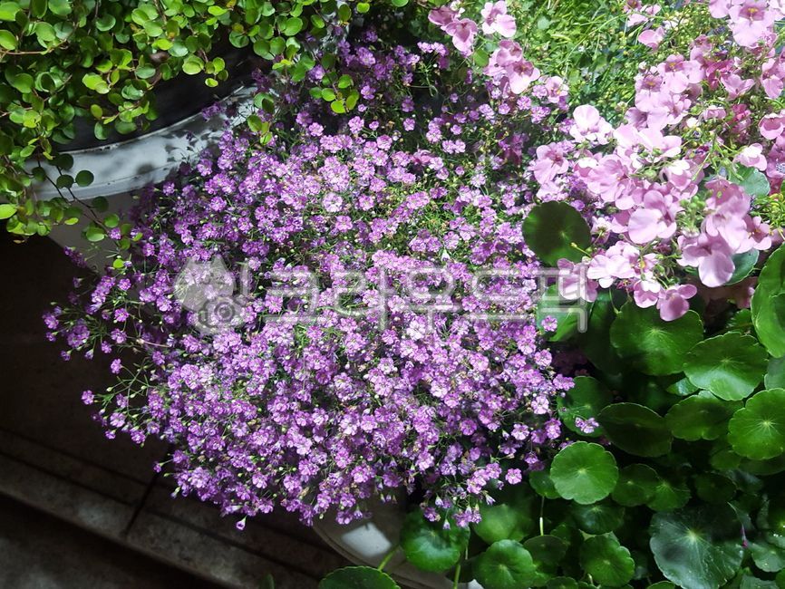 정원의꽃,분홍꽃,꽂화분,꽂,야생화