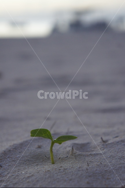 새싹,해변,모래,식물,plant,모래밭