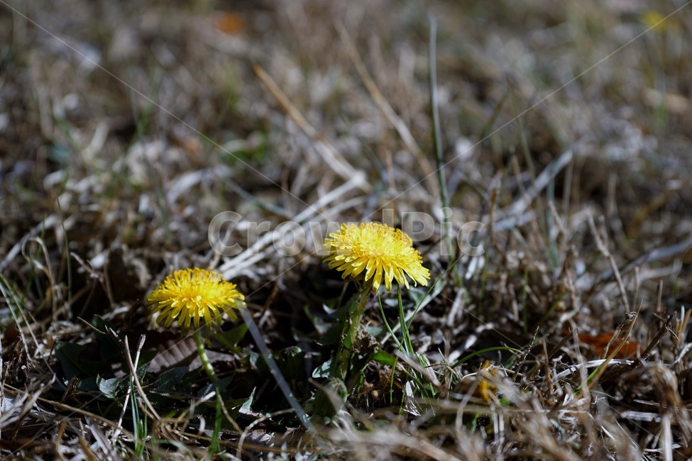 민들레,노랑,봄,꽃,계절,dandelion,spring,flower,bloom,yellow,life,생명,봄소식,식물,자연,plants,nature,꽃,flower
