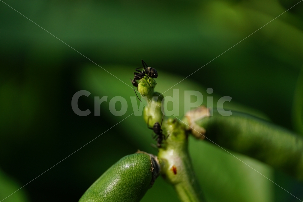 동부콩,완두콩,콩,식물,자연,이파리,여름,식재료,요리재료,식자재,nature,summer,green,녹색,줄기,접사,콩꽃,꽃사진,플라워,flower,농작물,농산물,농촌,시골,재배,수확,농업,country,macro,신비,감성,감성사진,힐링,힐링사진,콩밭,개미,곤충,벌레,insect,ant,스냅,스냅사진,스넵,스넵사진,snap,bean,soya,pea,야채,채소,vegetable,farm,farmer,한국의자연,한국자연,한국풍경,동물,animal,곤충,벌레,insect,bug