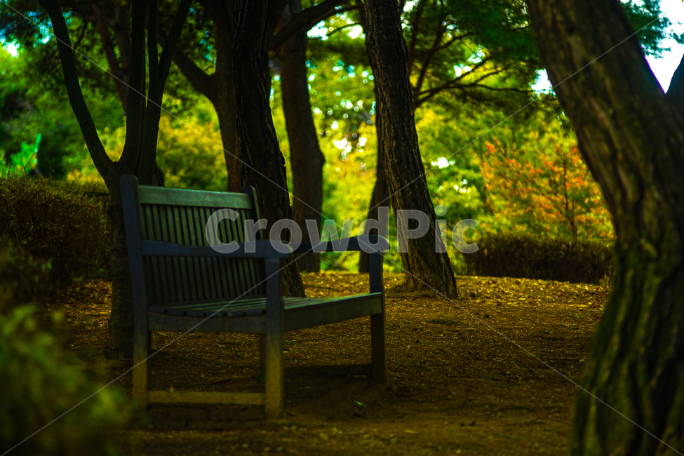공원,산책로,의자,벤치,쉼터,가을,숲속,풍경,자연,풍경,nature,landscape,bench