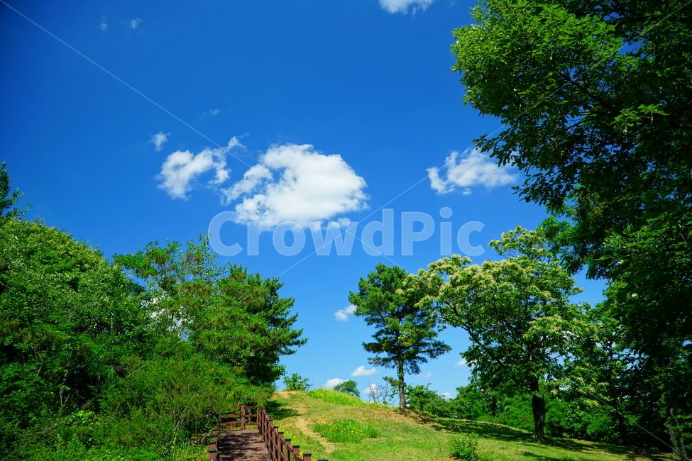 자연,하늘,구름,나무,풍경,nature,sky,cloud,tree,landscape,경치,scenery,scene,view,한국,서울,한국자연,korea,seoul,산책,6월,june