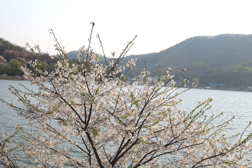 벚꽃,벚꽃나무,벚나무,꽃,나무,식물,장미과,봄,자연,흰꽃,호수,물,산,물왕리,봄,계절,spring,season,자연,풍경,nature,landscape,식물,plants,꽃,flower,outdoors,옥외
