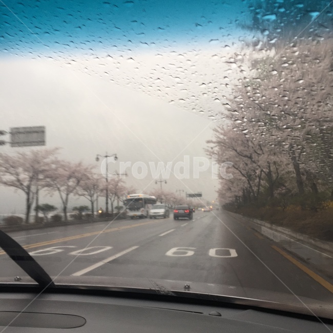 벚꽃,비오는날,꽃,빗방울,비,봄비,봄,계절,spring,season,road,도로