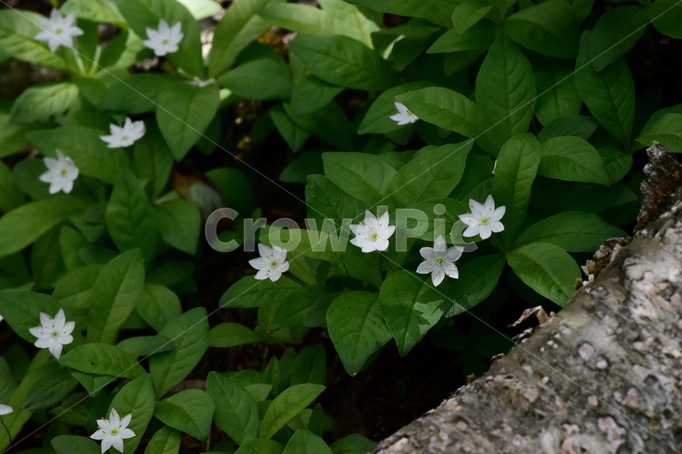 참기생꽃,야생화,식물,자연,생태,꽃,힐링,플라워,wildflower,flower,plants,nature,season,감성,느낌,emotion,feeling,앵초목,앵초과,기생꽃속,여러해살이풀,희귀식물