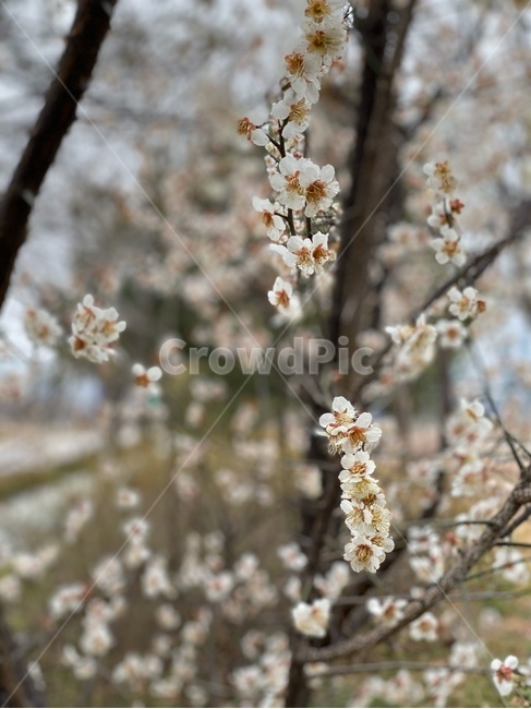 매화,봄,나들이,spring,꽃,plant,식물,blossom,flower