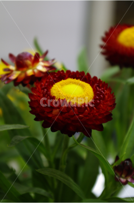 종이꽃,식물,flower,plants,꽃,꽃봉오리,color,축제,festival,식물,자연,plants,nature,꽃,flower