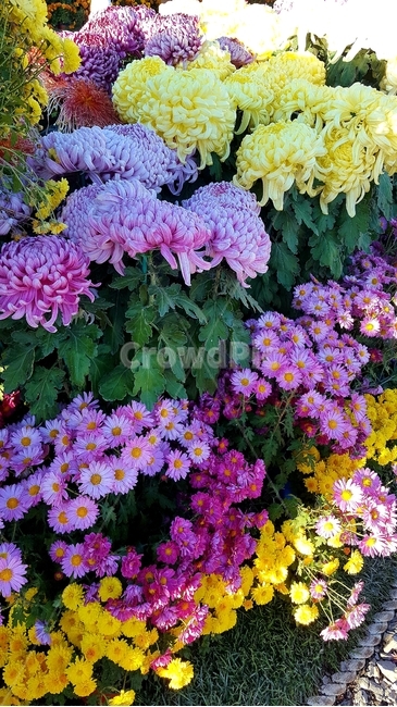 국화,마산국화축제,flower,꽃,blossom,가을,fall,plant