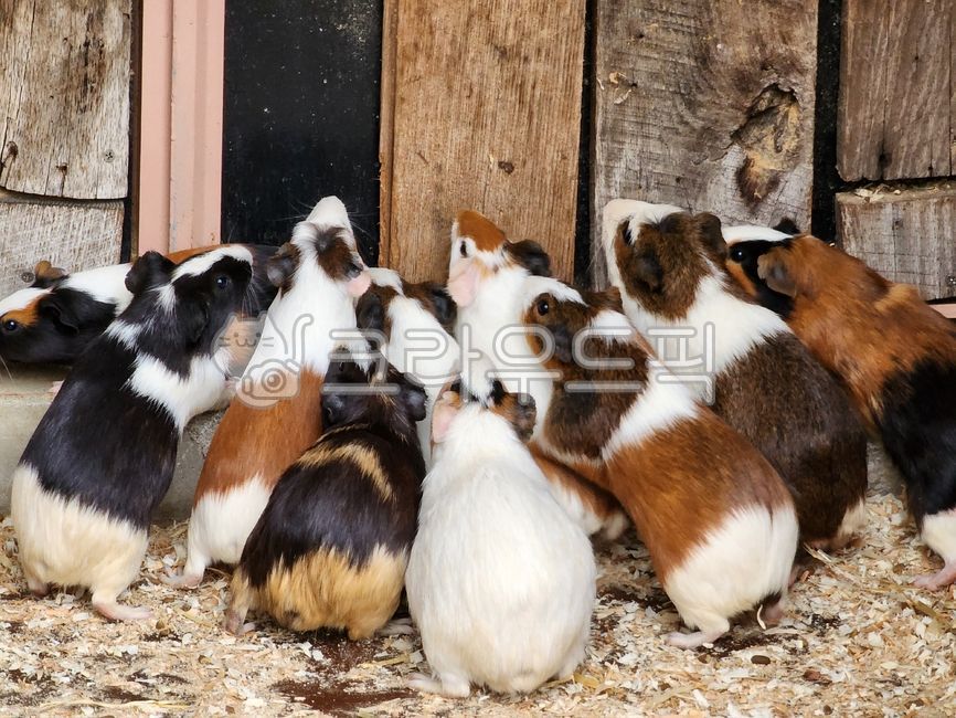 기니피그,쥐,식사시간,기니피그먹이,mouse,guineapig,애완동물,반려동물,caviaporcellus,먹이냄새,사회성