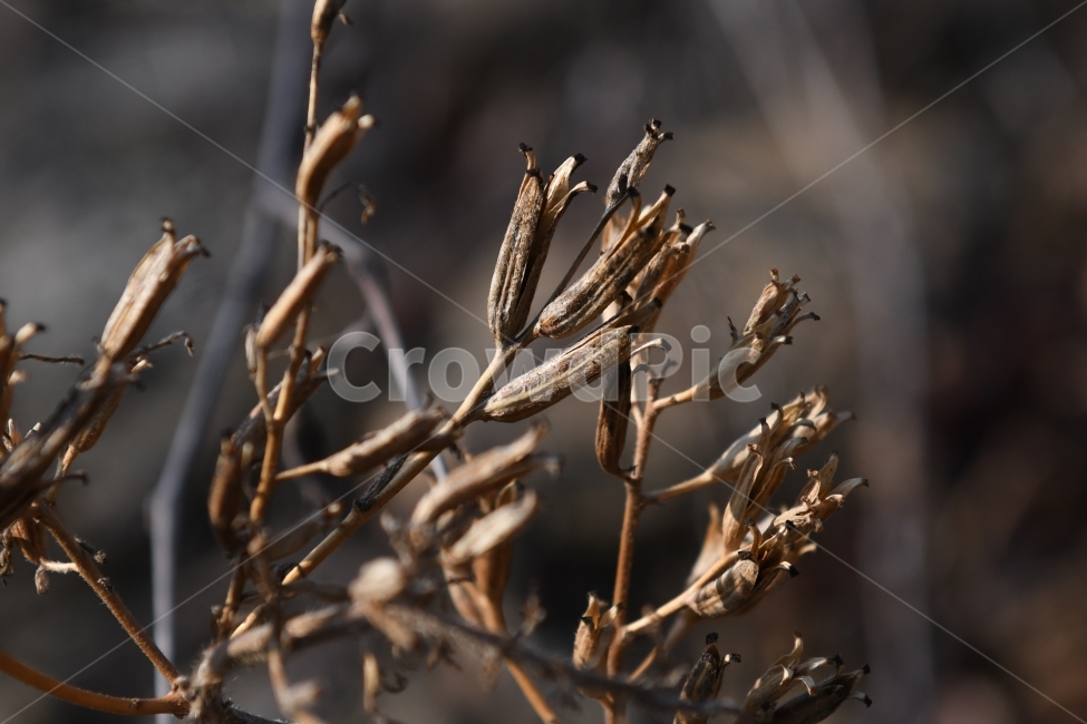 열매,마름,겨울,식물,들판,앙상,겨울,계절,winter,season,식물,자연,plants,nature