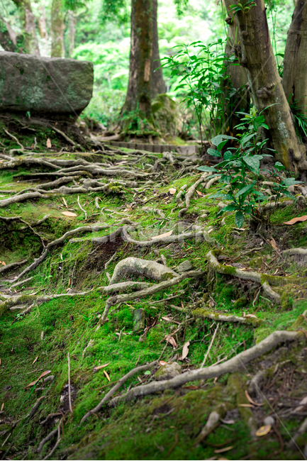 이끼,나무뿌리,숲,식물,나무,식물,자연,plants,nature,나무,trees,wood