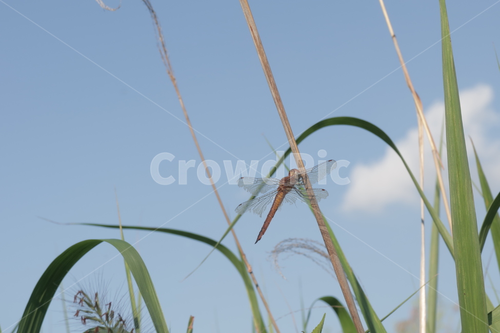 anisoptera,아니소프테라,animal,잠자리,dragonfly,무척추동물,가을,곤충,곤충,벌레,insect,bug