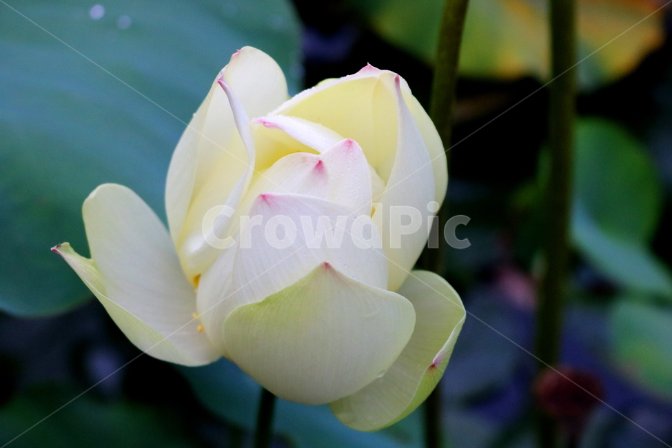 수련,연꽃,연잎,식물,수생식물,연,자연,식물,자연,plants,nature,꽃,flower