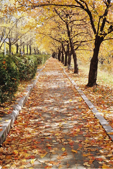 가을,풍경,자연,색감,낙엽,필름사진,감성,나무,가을,계절,fall,autumn,season,자연,풍경,nature,landscape,tree,plant,식물,leaf,잎,tree trunk,나무 줄기,path,통로