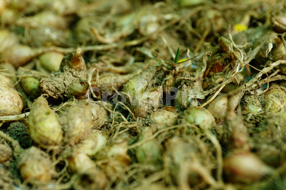 파,파말림,파말리기,야채,채소,식물,시골,농작물,농사,농업,밭농사,vegetable,식자재,식재료,파씨,신토불이,Welshonion,scallion,springonion,greenonion,plants,뿌리,줄기,흙,식물,자연,plants,nature,채소,야채,vegetables