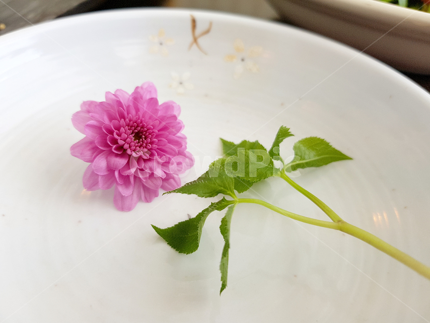 꽃,꽃이미지,국화,분홍국화,flower,도자기,그릇