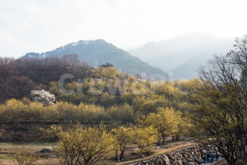 섬진강,섬진강기행,기행,남도,전라도,일상,시골,니콘,NIKON,D750,DSLR,사진,여행,정취,느낌,파스텔톤,파스텔,산수유,노랑,노란색,노란색꽃,노란꽃,산수유꽃,산수유축제,축제,산수유마을,구례,전남구례,전남,새싹,봄,자연,풍경,nature,landscape,봄,계절,spring,season,outdoors,옥외
