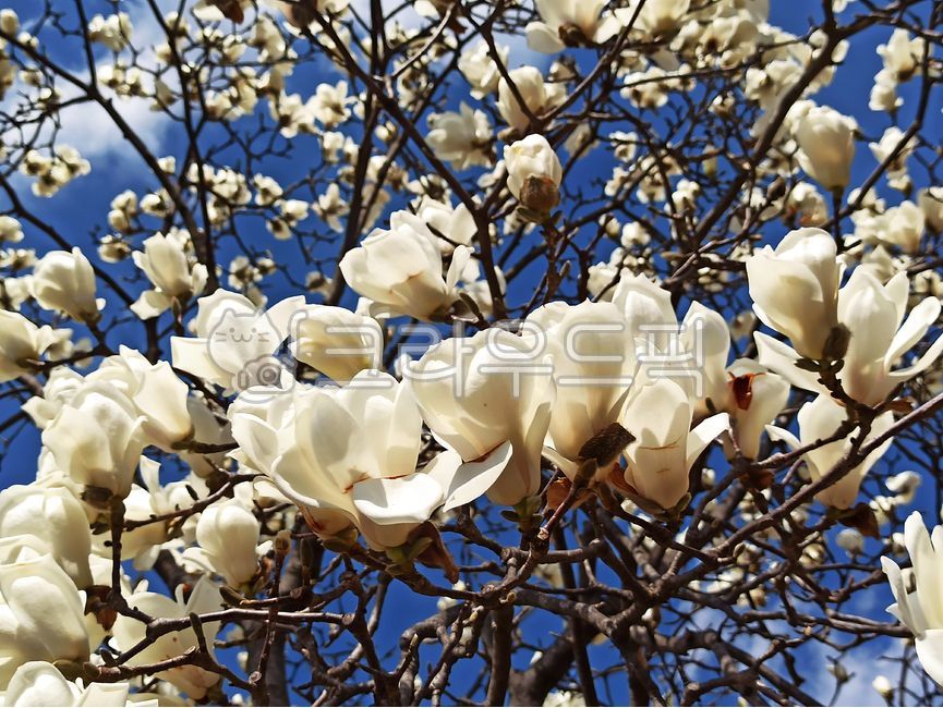 목련꽃,목련나무,목련꽃잎,봄,목련숲