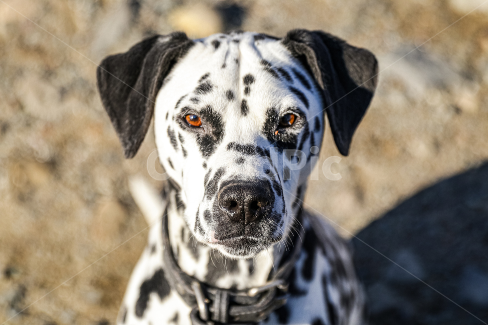 반려동물,달마시안,강아지,개,반려견,동물,동물,animal,포유류,mammal,개,강아지,dog,doggy